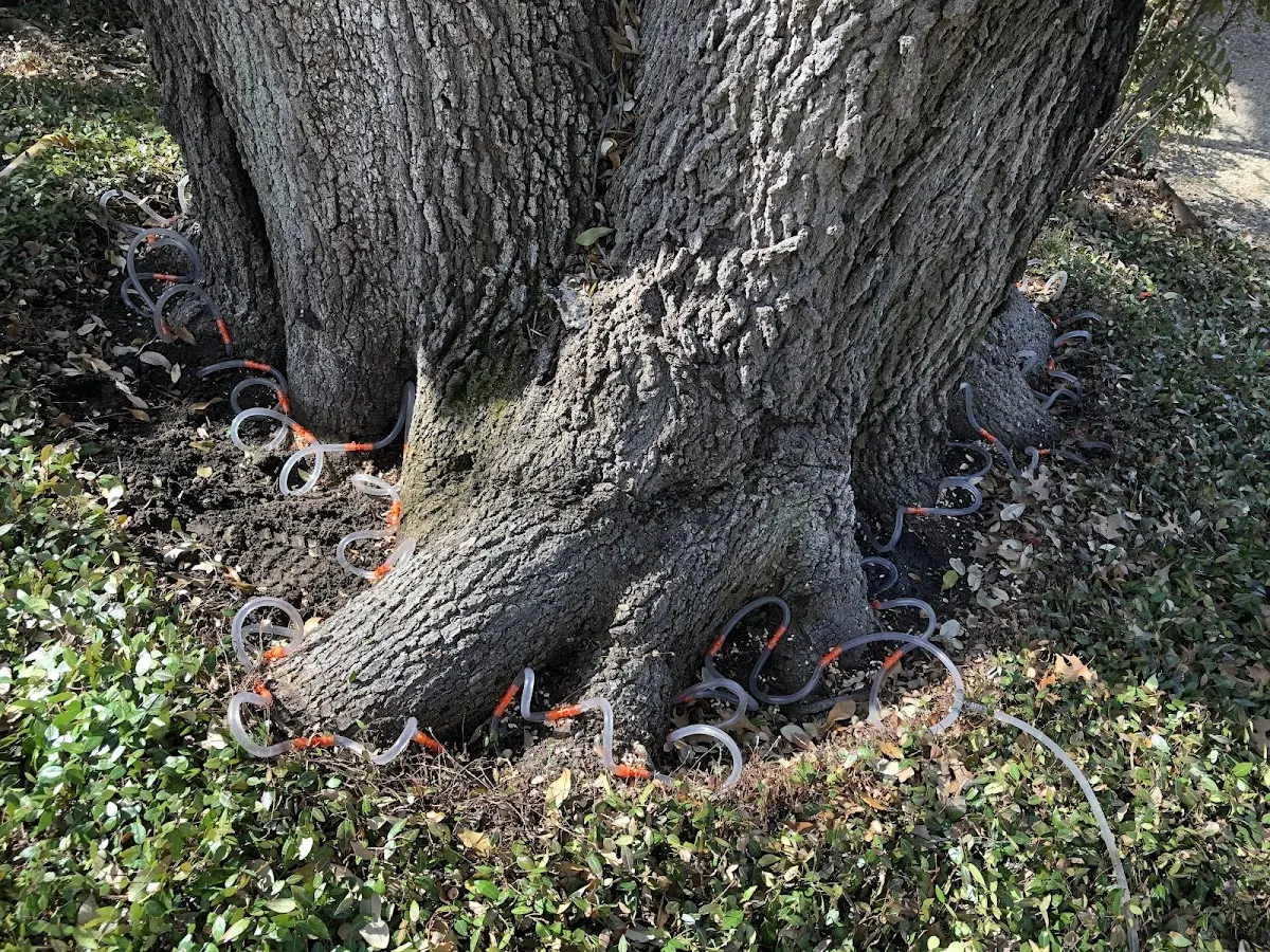 Detailed Shrub and Hedge Trimming job site in Bruceville