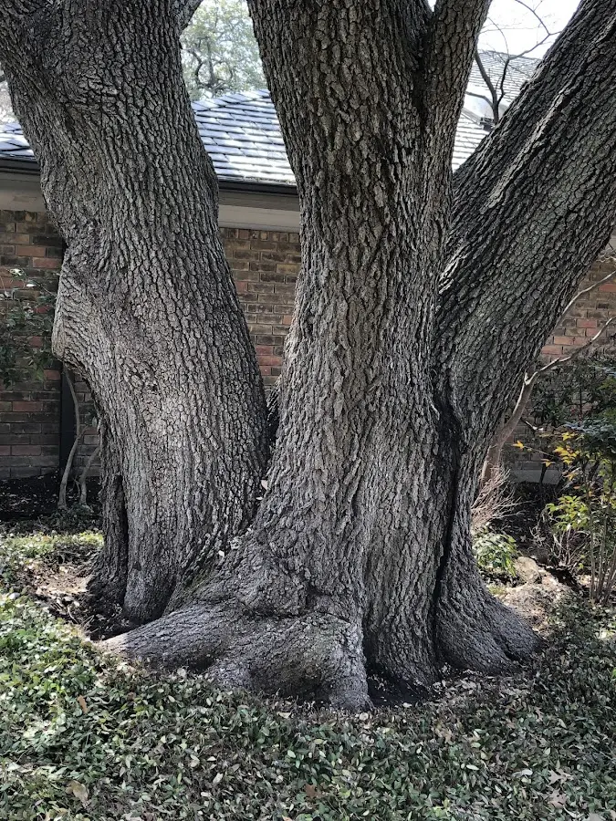Mature heritage tree close to a Bruceville property cared for by certified arborists
